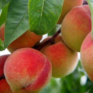 Broskyňa obyčajná (Prunus persica) ´INKA´ stredne skorá 140-160 cm - voľnokorenná